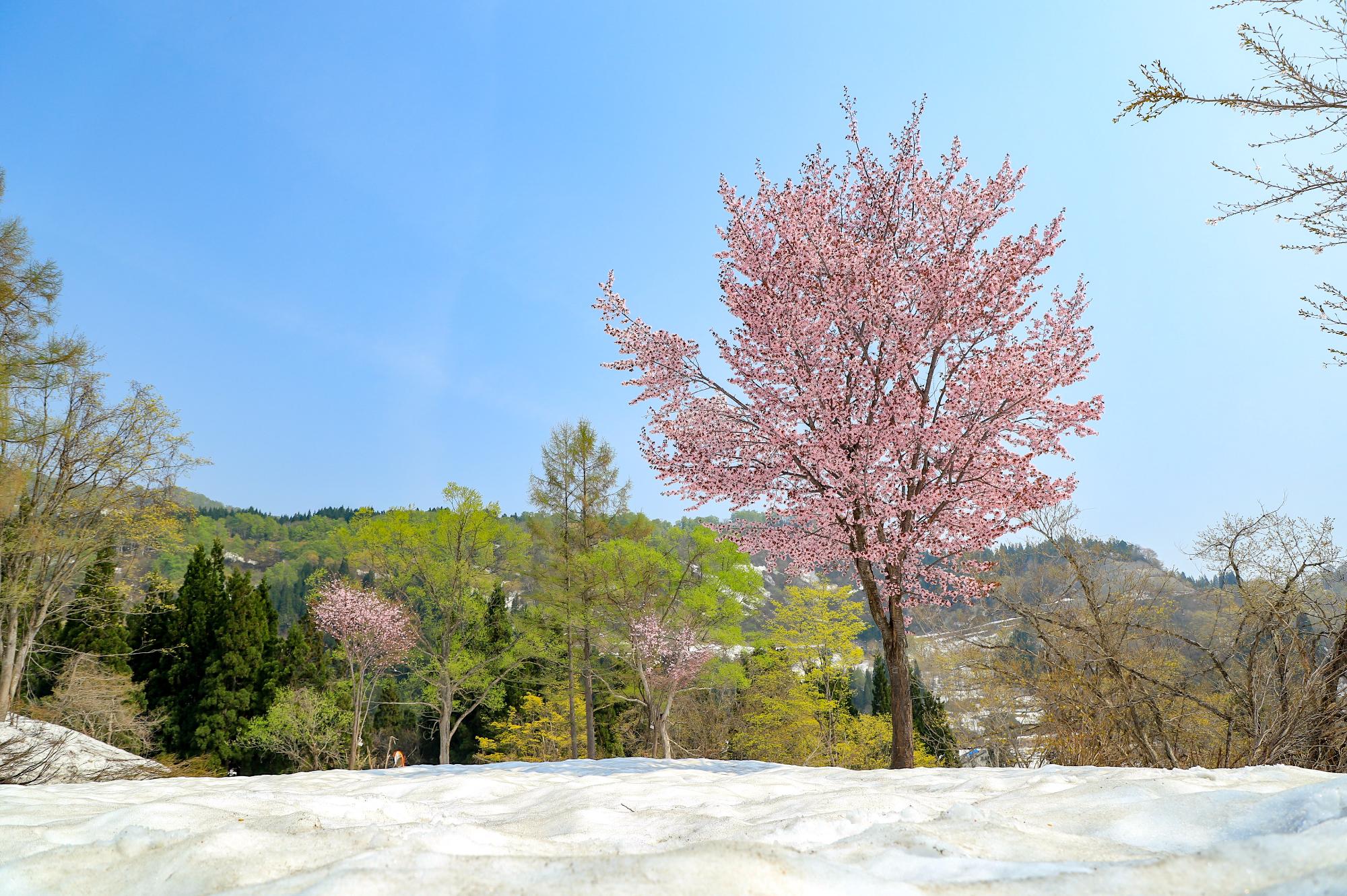 地面にまだ雪が残るなか、濃いピンク色の桜が咲いている写真